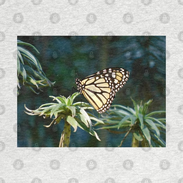 Monarch in waiting by FriendlyComputerHelp